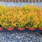 Vres obyčajný (Calluna vulgaris) ´WICKWAR FLAME´ – výška 10-15 cm, ⌀ ružice 10-15 cm, kont. C1L