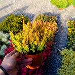 Vres obyčajný (Calluna vulgaris) ´WICKWAR FLAME´ – výška 10-15 cm, ⌀ ružice 10-15 cm, kont. C1L