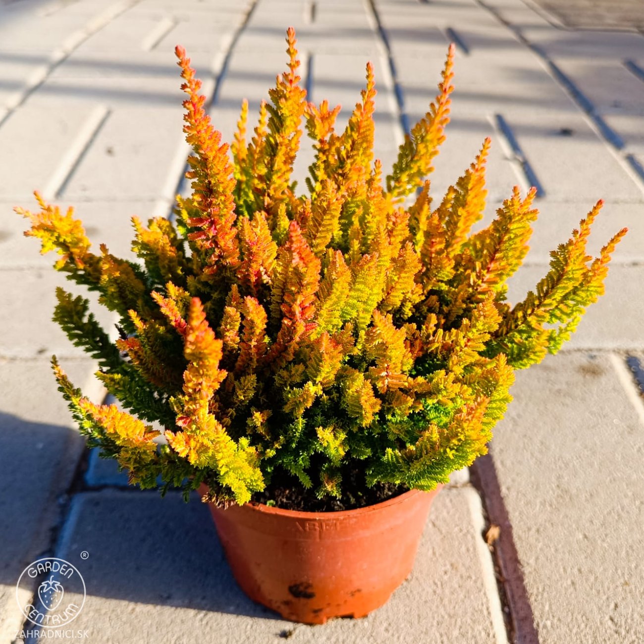 Obrázok Vres obyčajný (Calluna vulgaris) ´WICKWAR FLAME´ – výška 10-15 cm, ⌀ ružice 10-15 cm, kont. C1L