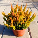 Vres obyčajný (Calluna vulgaris) ´WICKWAR FLAME´ – výška 10-15 cm, ⌀ ružice 10-15 cm, kont. C1L