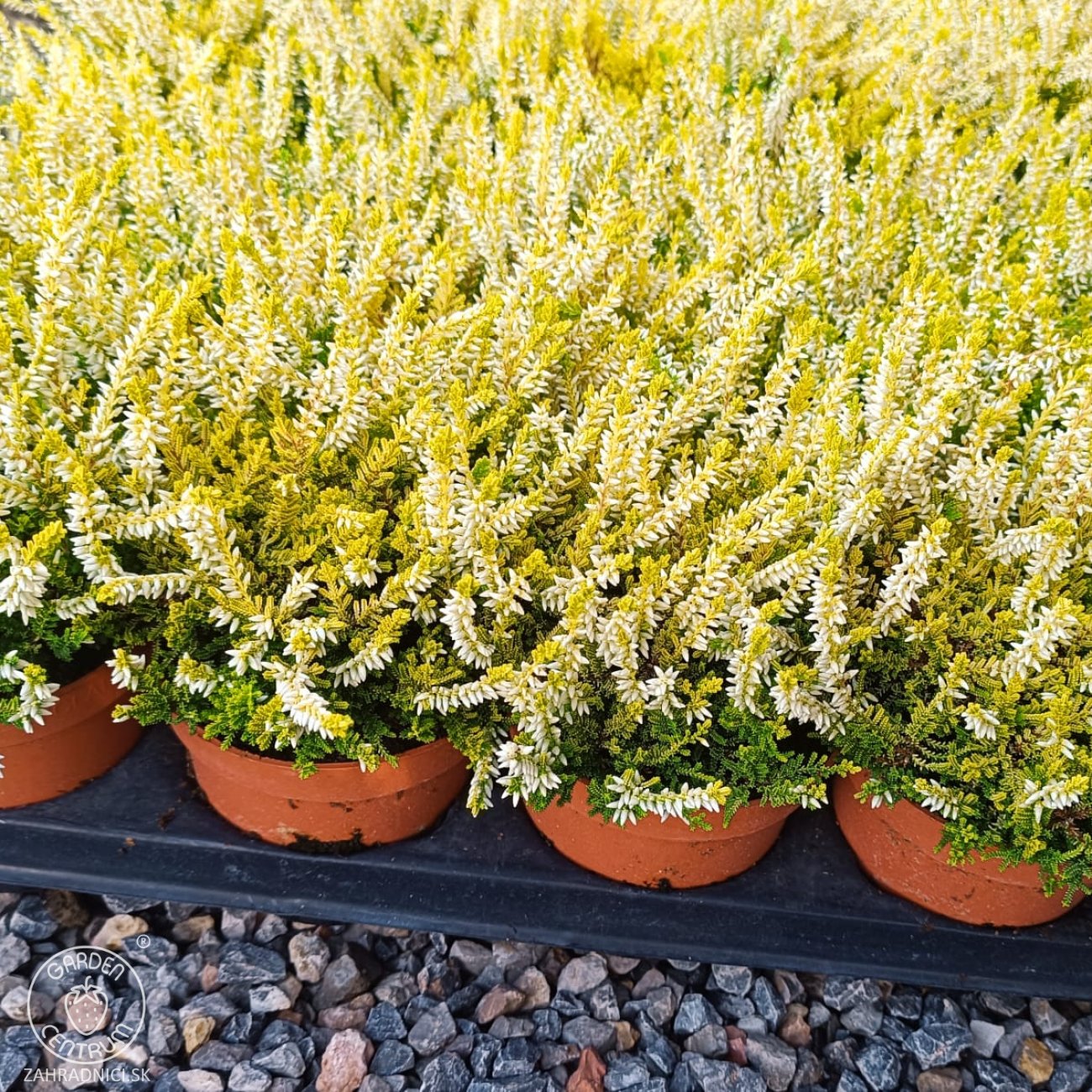 Obrázok Vres obýčajný (Calluna vulgaris) ´WINGATES GOLD´ – výška 10-15 cm, ⌀ ružice 10-15 cm, C1L