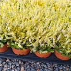 Vres obýčajný (Calluna vulgaris) ´WINGATES GOLD´ – výška 10-15 cm, ⌀ ružice 10-15 cm, C1L