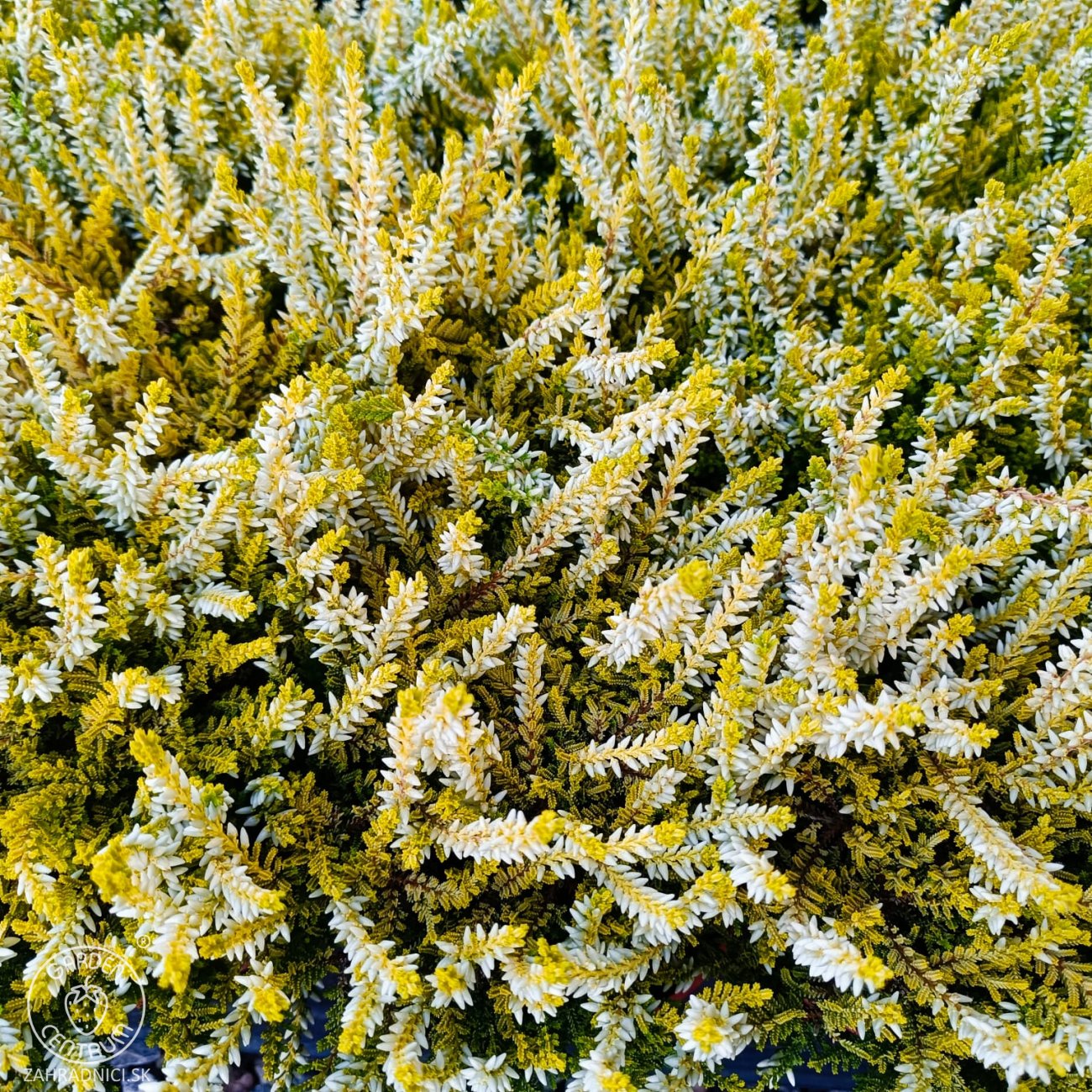 Obrázok Vres obýčajný (Calluna vulgaris) ´WINGATES GOLD´ – výška 10-15 cm, ⌀ ružice 10-15 cm, C1L