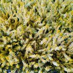Vres obýčajný (Calluna vulgaris) ´WINGATES GOLD´ – výška 10-15 cm, ⌀ ružice 10-15 cm, C1L