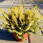 Vres obýčajný (Calluna vulgaris) ´WINGATES GOLD´ – výška 10-15 cm, ⌀ ružice 10-15 cm, C1L