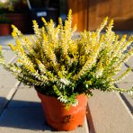 Vres obýčajný (Calluna vulgaris) ´WINGATES GOLD´ – výška 10-15 cm, ⌀ ružice 10-15 cm, C1L