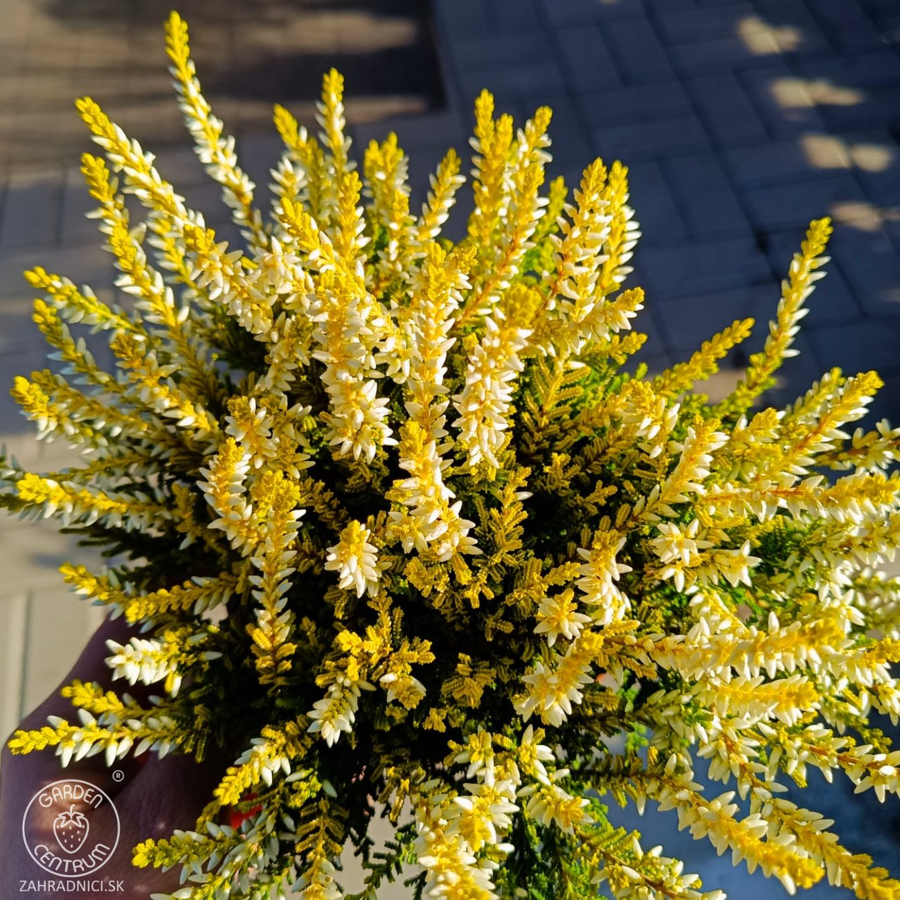 Obrázok Vres obýčajný (Calluna vulgaris) ´WINGATES GOLD´ – výška 10-15 cm, ⌀ ružice 10-15 cm, C1L