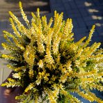 Vres obýčajný (Calluna vulgaris) ´WINGATES GOLD´ – výška 10-15 cm, ⌀ ružice 10-15 cm, C1L