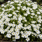 Piesočnica horská (Arenaria montana) ´MONT BLANC´ – kont. P9