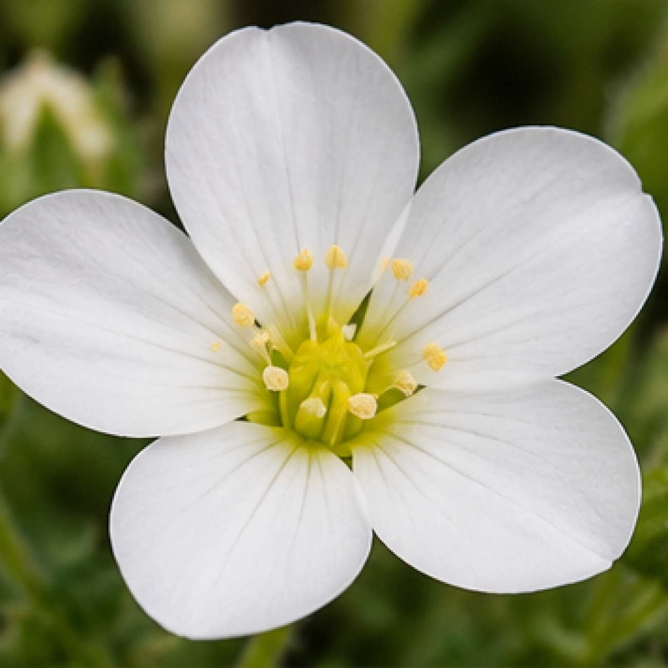 Obrázok Piesočnica horská (Arenaria montana) ´MONT BLANC´ – kont. P9