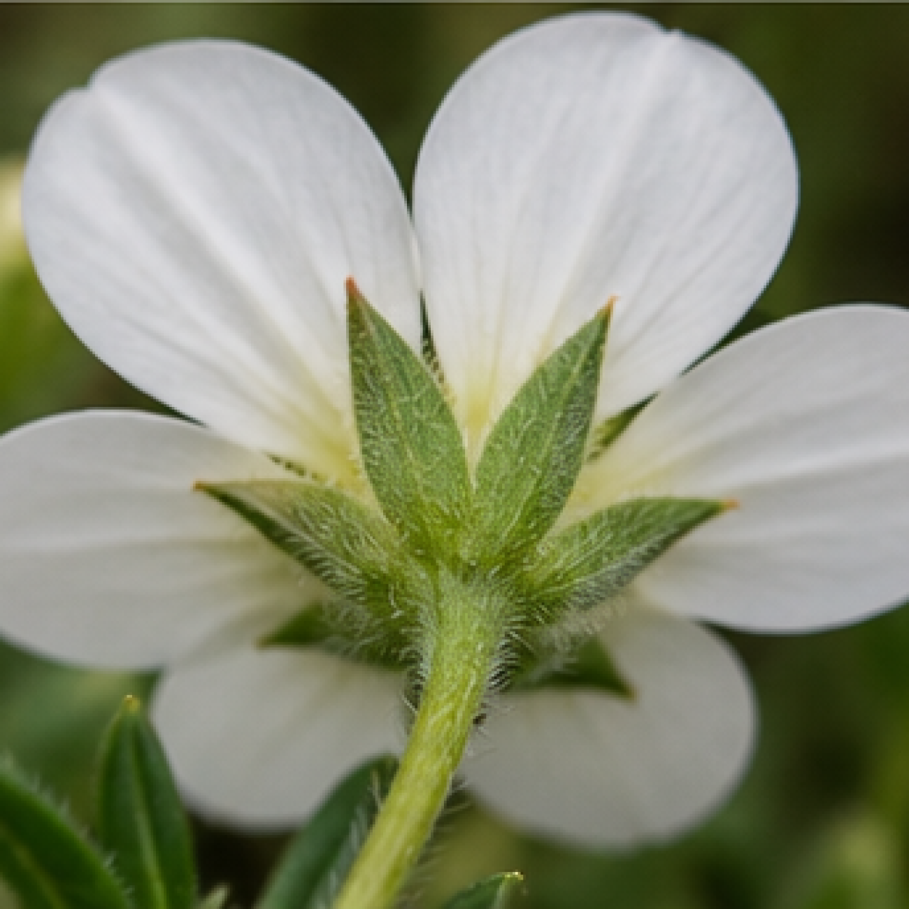 Obrázok Piesočnica horská (Arenaria montana) ´MONT BLANC´ – kont. P9