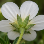 Piesočnica horská (Arenaria montana) ´MONT BLANC´ – kont. P9