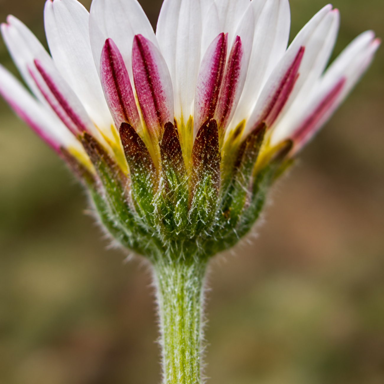 Obrázok Trahok rozprestretý (Anacyclus pyrethrum var. depressus) – kont. P9