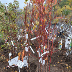 Nektárinka (Prunus nucipersica) 'HARCO' - stredne skorá, výška 100-140 cm, voľnokorenná - 2.trieda