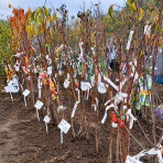 Broskyňa obyčajná (Prunus persica) 'REDHAVEN' - stredne skorá, výška 100-140 cm, voľnokorenná - 2. trieda