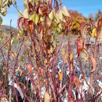 Nektárinka (Prunus nucipersica) 'HARCO' - stredne skorá, výška 100-140 cm, voľnokorenná - 2.trieda