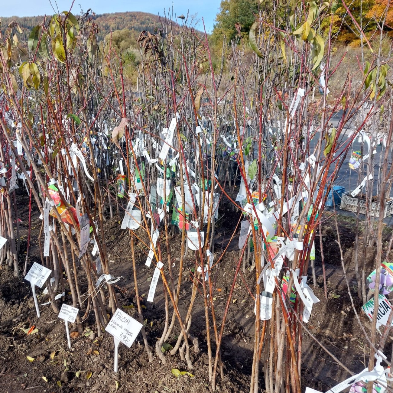 Obrázok Broskyňa obyčajná (Prunus persica) 'REDHAVEN' - stredne skorá, výška 100-140 cm, voľnokorenná - 2. trieda