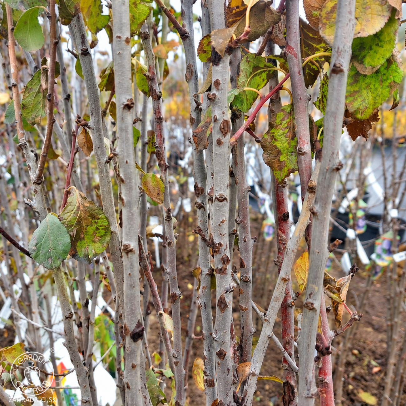 Obrázok Slivka domáca (Prunus domestica) ´TOPHIT´ - neskorá, výška 120-140 cm, voľnokorenná - 2. trieda