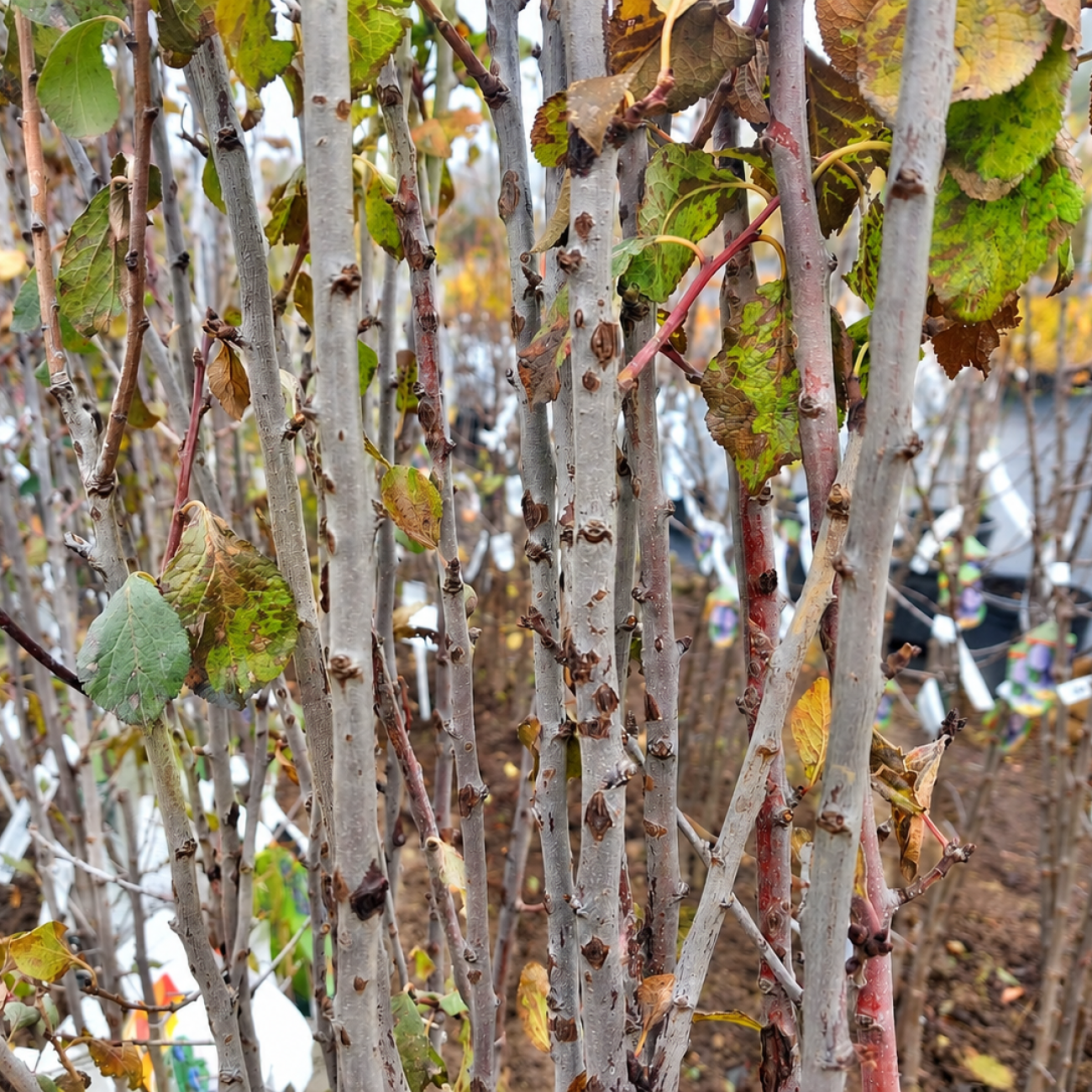 Obrázok Slivka domáca (Prunus domestica) 'BYSTRICKÁ MUŠKÁTOVÁ' - neskorá, výška 120-140 cm, voľnokorenná - 2. trieda