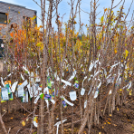 Slivka domáca (Prunus domestica) ´TOPTASTE´ - výška 120-140 cm, voľnokorenná - 2.trieda