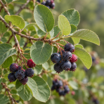 Muchovník vajcovitý (Amelanchier rotundifolia) – výška 20-30 cm, kont. C2L