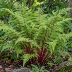Papraďka samičia (Athyrium filix-femina) ‘LADY IN RED’ – výška 10-20 cm, kont. P9