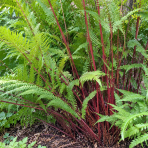 Papraďka samičia (Athyrium filix-femina) ‘LADY IN RED’ – výška 10-20 cm, kont. P9