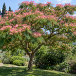 Albízia ružová (Albizia Julibrissin) 'ROSEA' – výška 20-30 cm, P11
