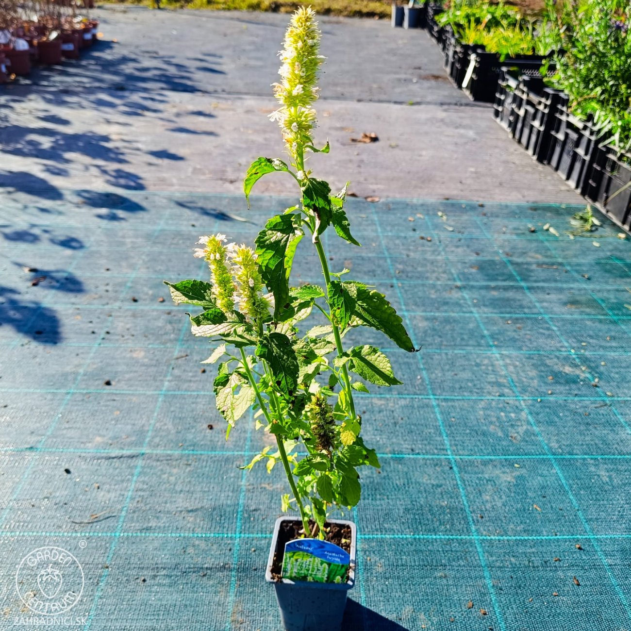 Obrázok Agastache vrásčitá (Agastache rugosa) 'ALABASTER' – kont. P9