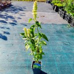 Agastache vrásčitá (Agastache rugosa) 'ALABASTER' – kont. P9