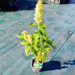 Agastache vrásčitá (Agastache rugosa) 'ALABASTER' – kont. P9