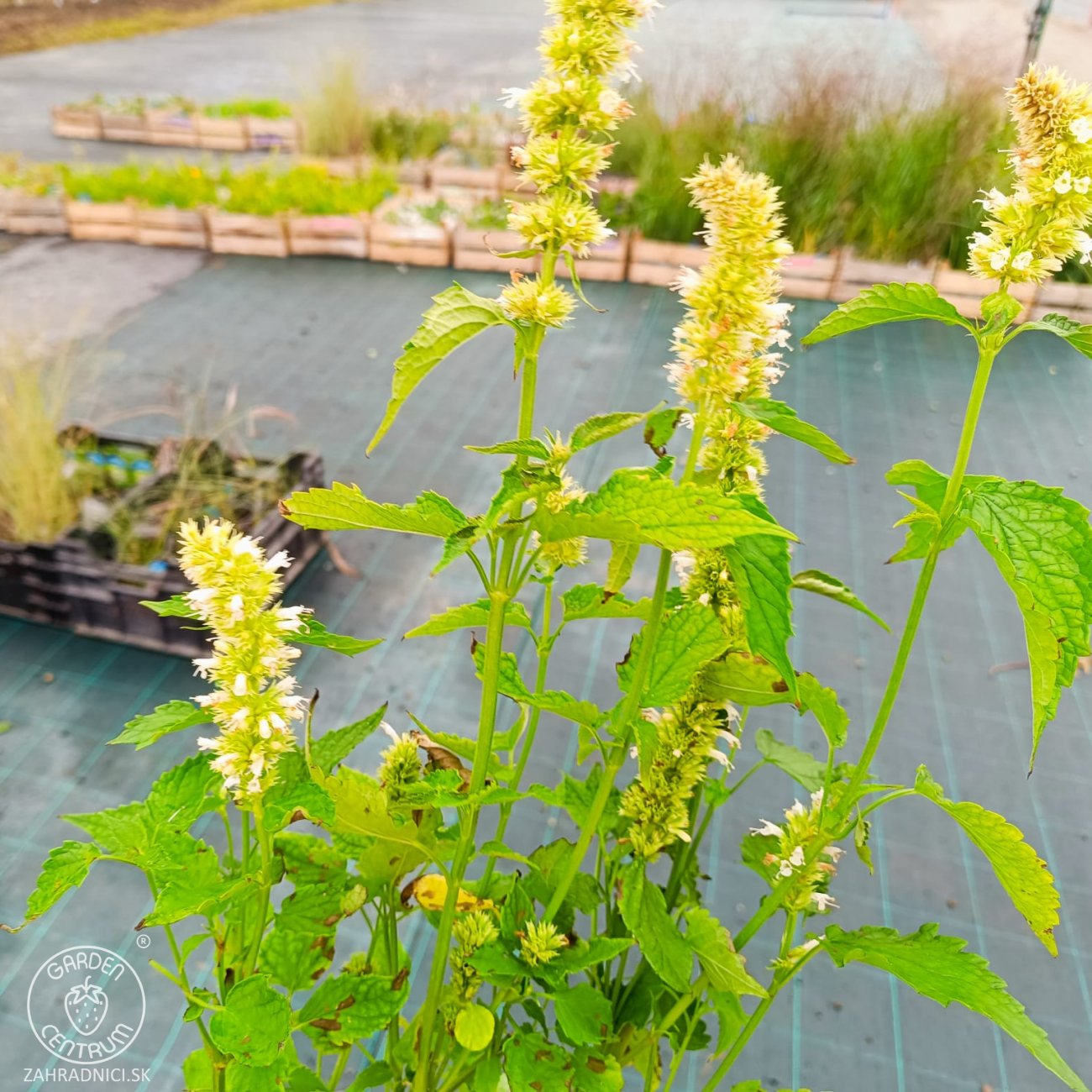 Obrázok Agastache vrásčitá (Agastache rugosa) 'ALABASTER' – kont. P9