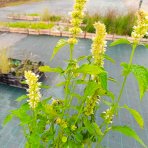 Agastache vrásčitá (Agastache rugosa) 'ALABASTER' – kont. P9