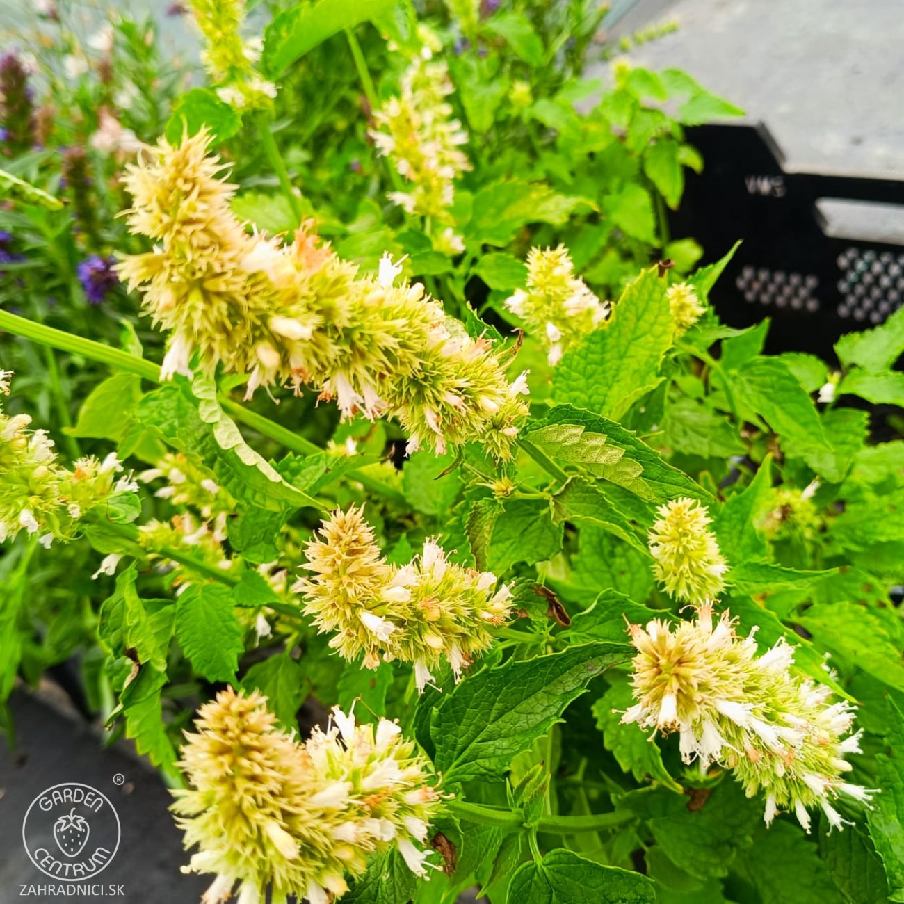 Obrázok Agastache vrásčitá (Agastache rugosa) 'ALABASTER' – kont. P9