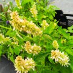 Agastache vrásčitá (Agastache rugosa) 'ALABASTER' – kont. P9