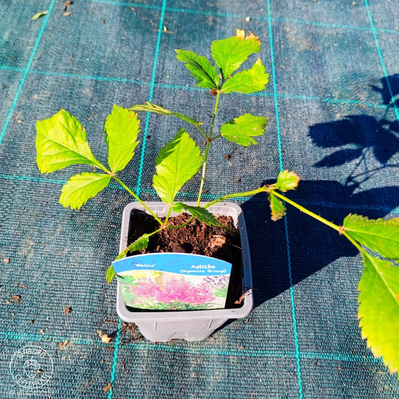 Obrázok Astilba Arendsova (Astilbe arendsii) ‘MAINZ’ – kont. P9