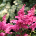 Astilba Arendsova (Astilbe arendsii) ‘MAINZ’ – kont. P9