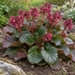 Bergénia srdcovitolistá (Bergenia cordifolia) ‘ROTBLUM’ – kont. P9