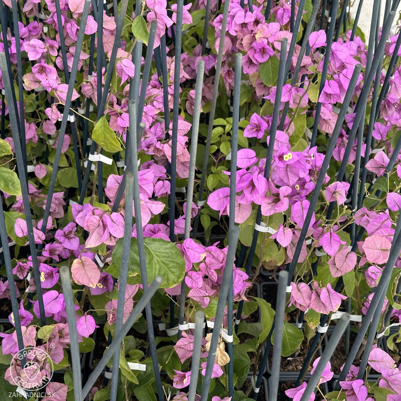 Obrázok Bugenvilea (Bougainvillea) ‘VIOLET DE MÈZE’ – výška 20-30 cm, kont. P9