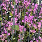 Bugenvilea (Bougainvillea) ‘VIOLET DE MÈZE’ – výška 20-30 cm, kont. P9