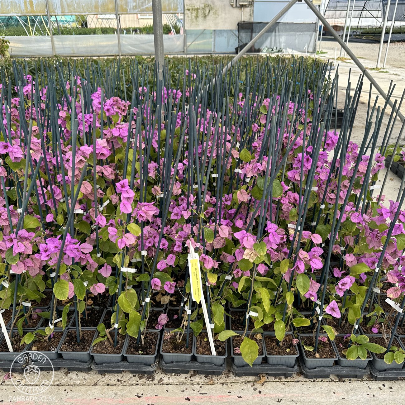 Obrázok Bugenvilea (Bougainvillea) ‘VIOLET DE MÈZE’ – výška 20-30 cm, kont. P9