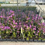 Bugenvilea (Bougainvillea) ‘VIOLET DE MÈZE’ – výška 20-30 cm, kont. P9