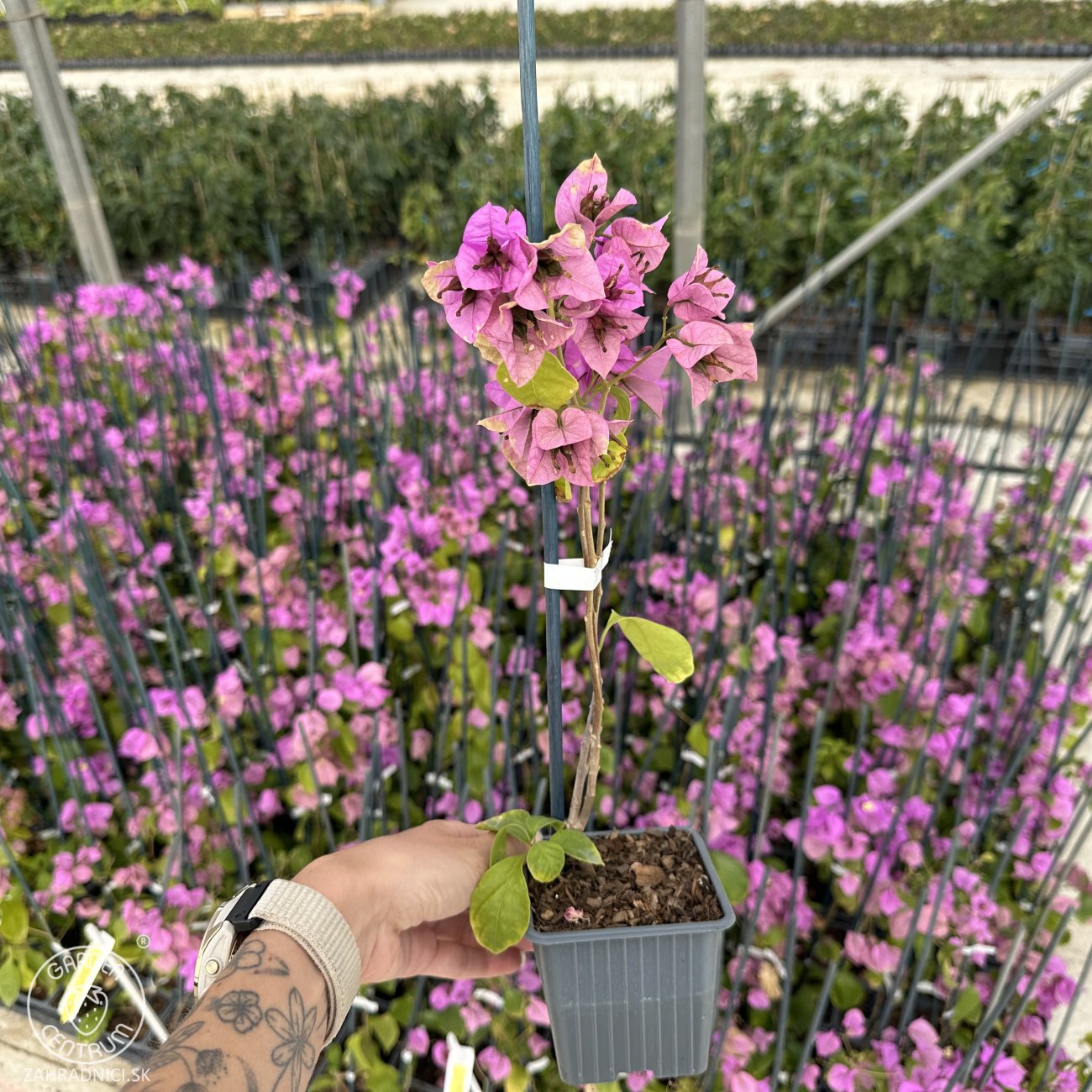 Obrázok Bugenvilea (Bougainvillea) ‘VIOLET DE MÈZE’ – výška 20-30 cm, kont. P9