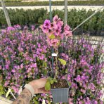 Bugenvilea (Bougainvillea) ‘VIOLET DE MÈZE’ – výška 20-30 cm, kont. P9