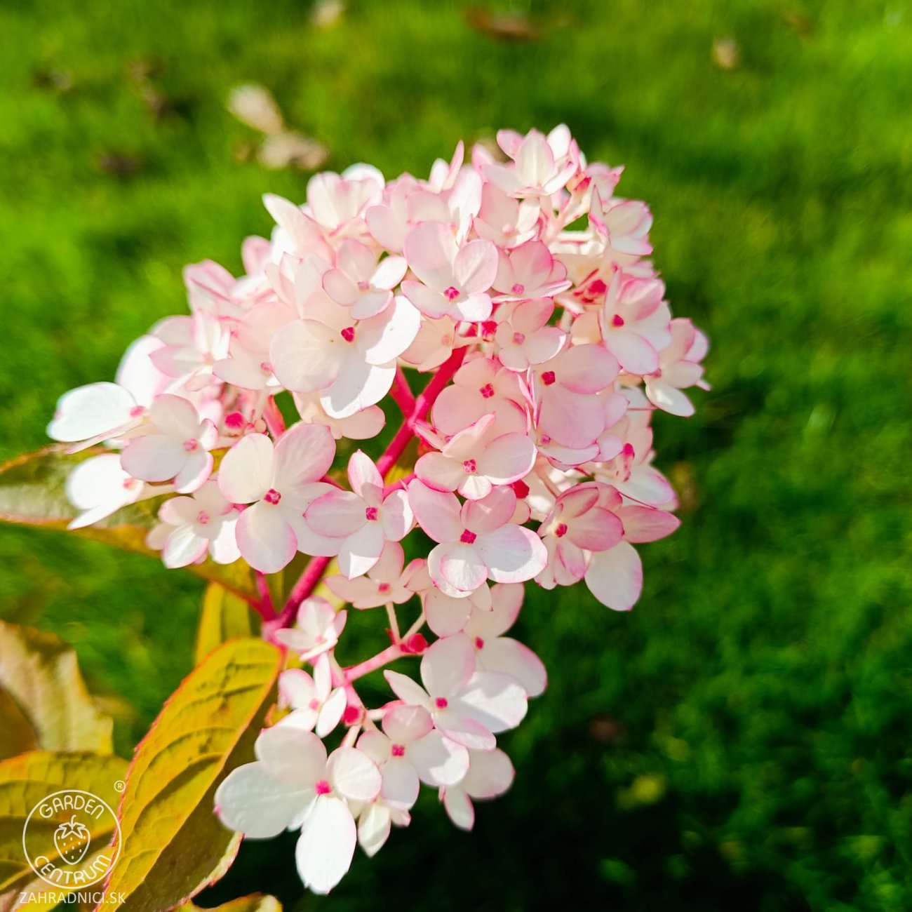 Obrázok Hortenzia metlinatá (Hydrangea paniculata) 'VANILLE FRAISE'® – výška 80-110 cm, kont. C3L
