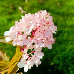 Hortenzia metlinatá (Hydrangea paniculata) 'VANILLE FRAISE'® – výška 80-110 cm, kont. C3L