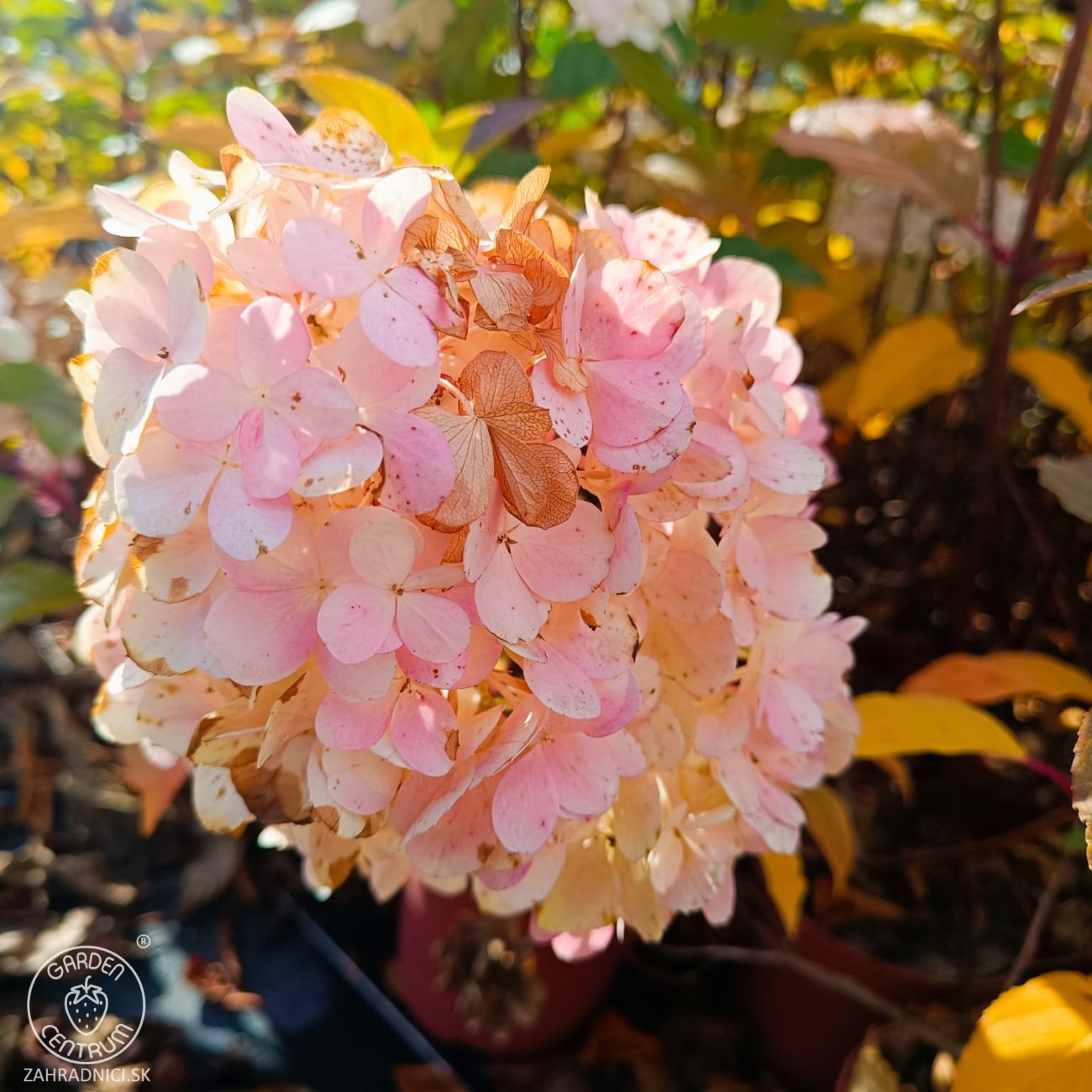 Obrázok Hortenzia metlinatá (Hydrangea paniculata) 'VANILLE FRAISE'® – výška 80-110 cm, kont. C3L