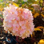 Hortenzia metlinatá (Hydrangea paniculata) 'VANILLE FRAISE'® – výška 80-110 cm, kont. C3L