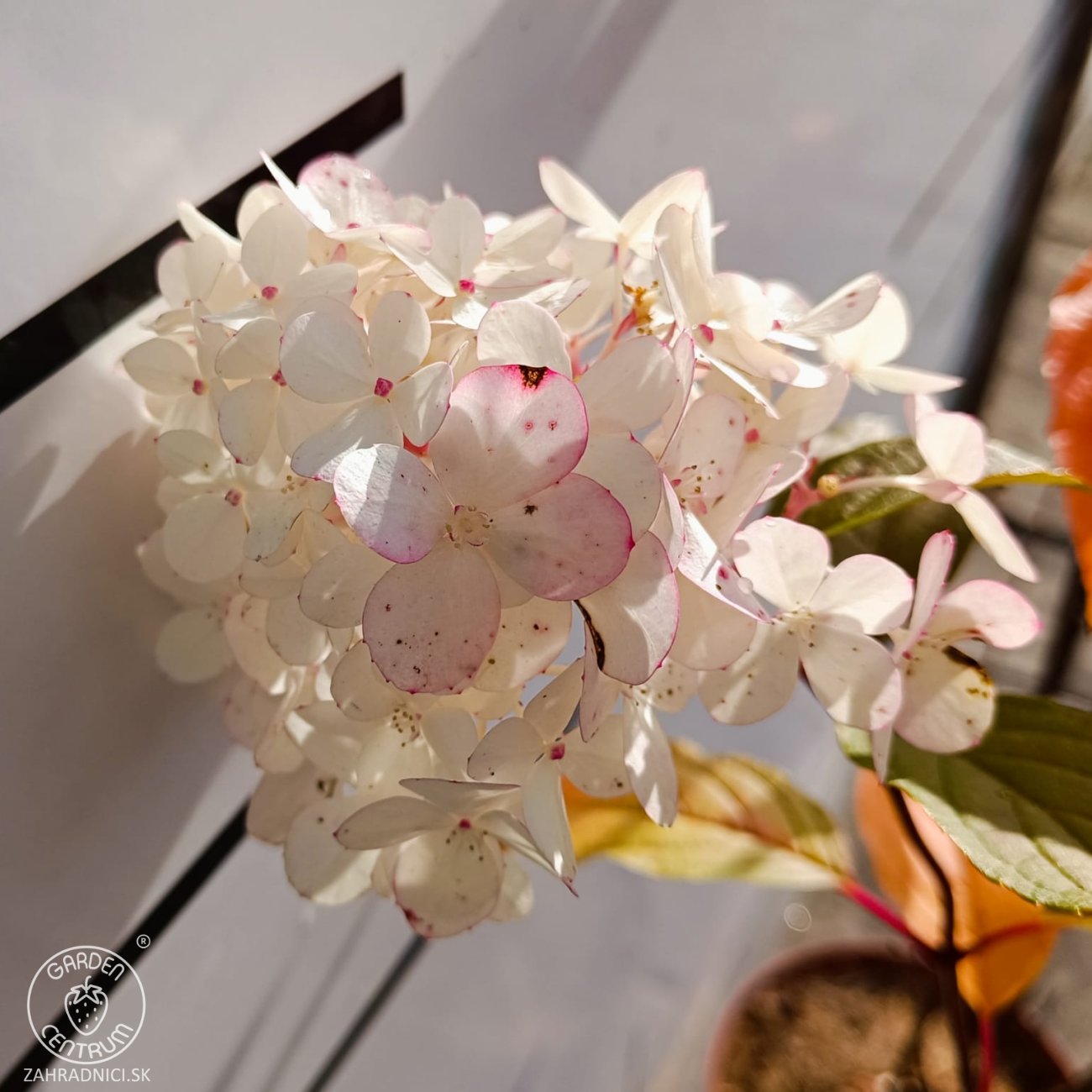 Obrázok Hortenzia metlinatá (Hydrangea paniculata) 'VANILLE FRAISE'® – výška 80-110 cm, kont. C3L