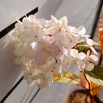 Hortenzia metlinatá (Hydrangea paniculata) 'VANILLE FRAISE'® – výška 80-110 cm, kont. C3L